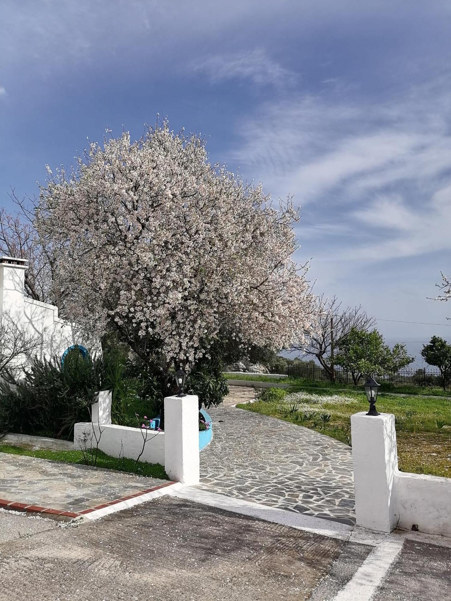 Studios Ioanna Limnionas Samos Marathókampos Exterior photo